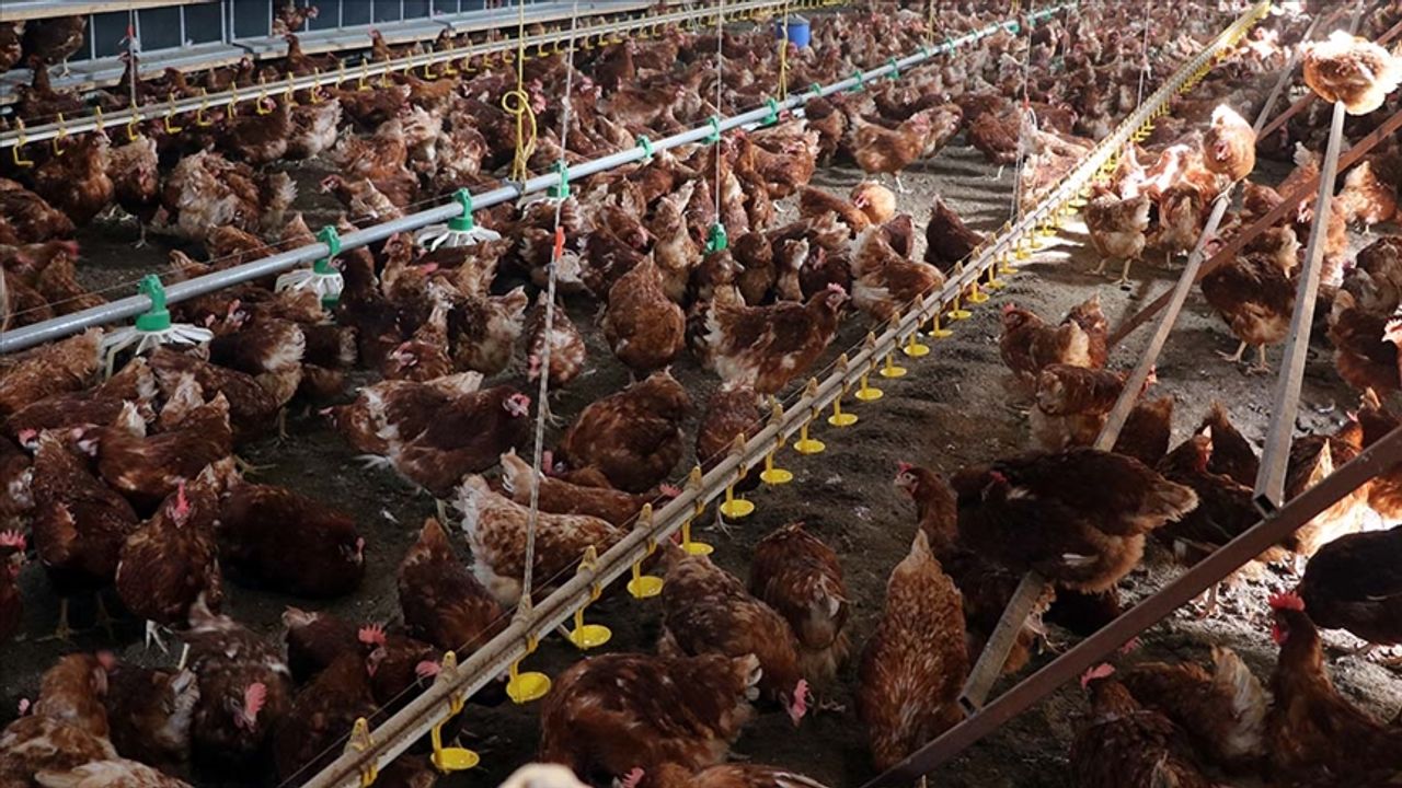 Uşak, Denizli ve Manisa arasında tavuk tezeği rekabeti!