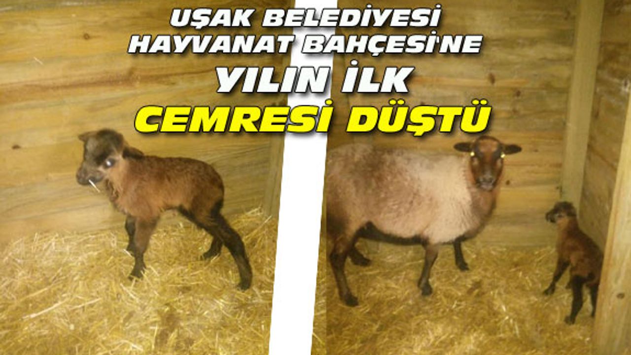 Uşak hayvanat bahçesine yılın ilk Cemresi düştü