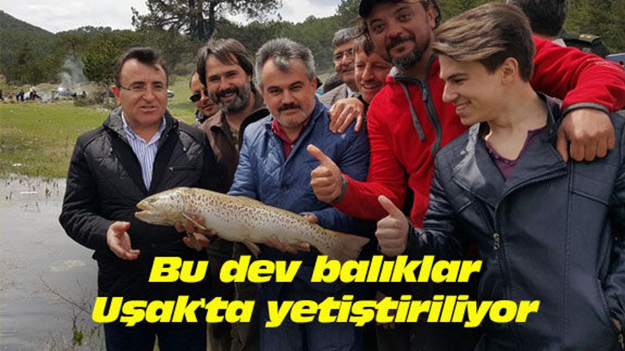 Bu dev balıklar Uşak'ta yetiştiriliyor