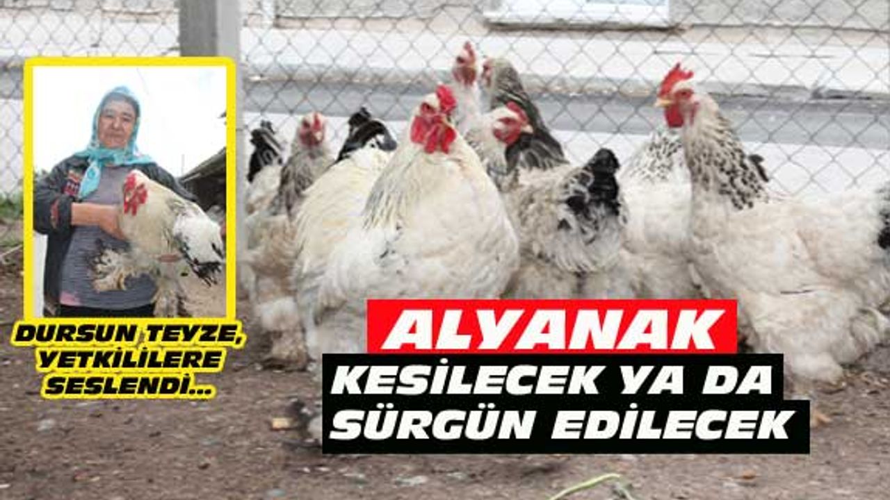 Uşak'ta fazla öten Alyanak için ya idam, ya sürgün!