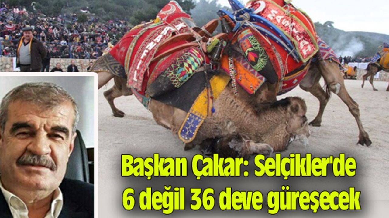 Osman Çakar: Selçikler'de 6 değil 36 deve güreşecek