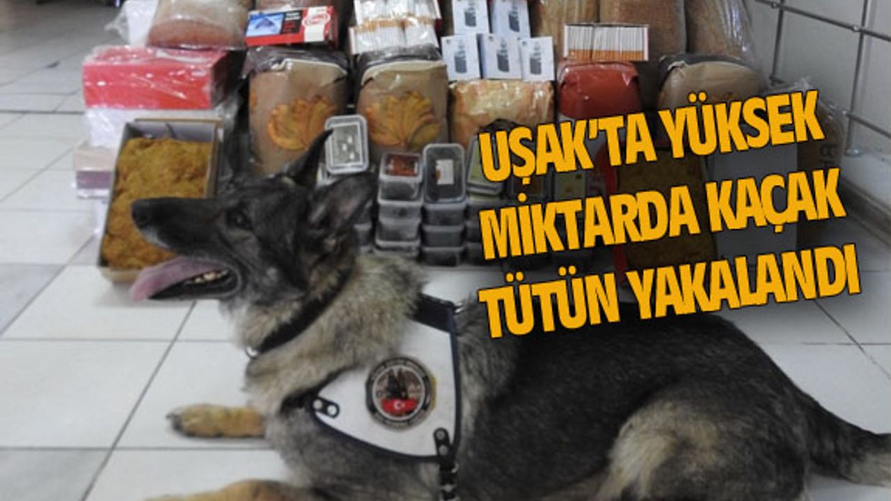 Uşak'ta yüksek miktarda kaçak tütün yakalandı