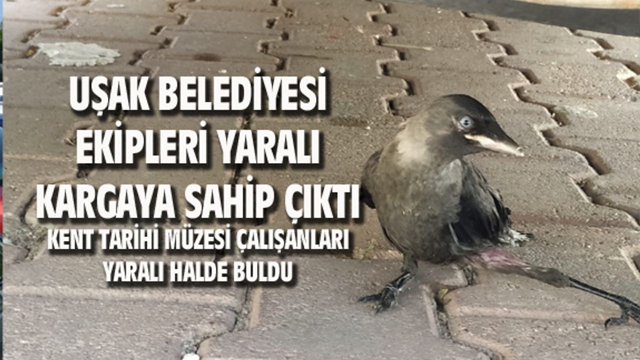 Uşak Belediyesi Veterinerlik İşleri Müdürlüğü, yaralı kargaya sahip çıktı