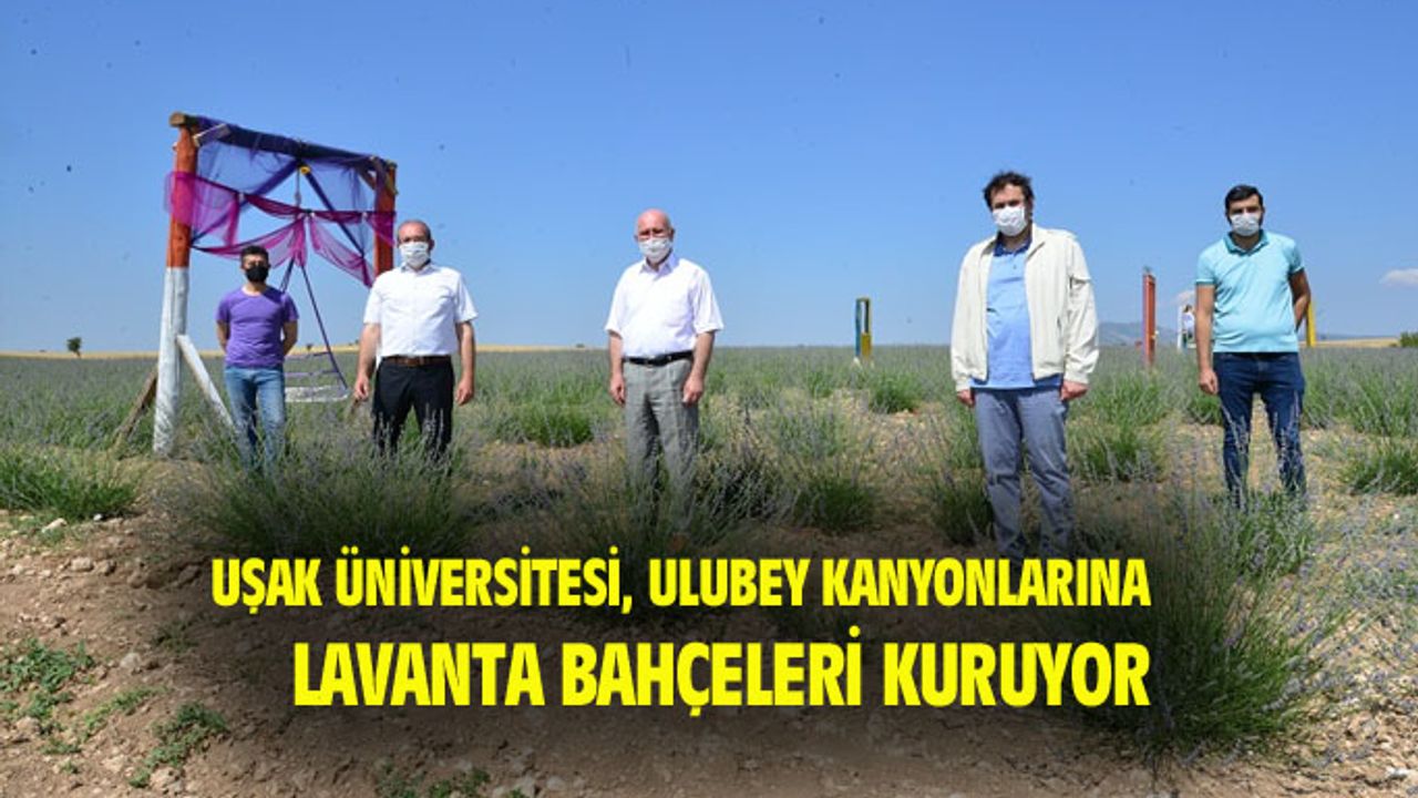 Uşak Üniversitesi, Ulubey kanyonlarında lavanta bahçesi kurdu