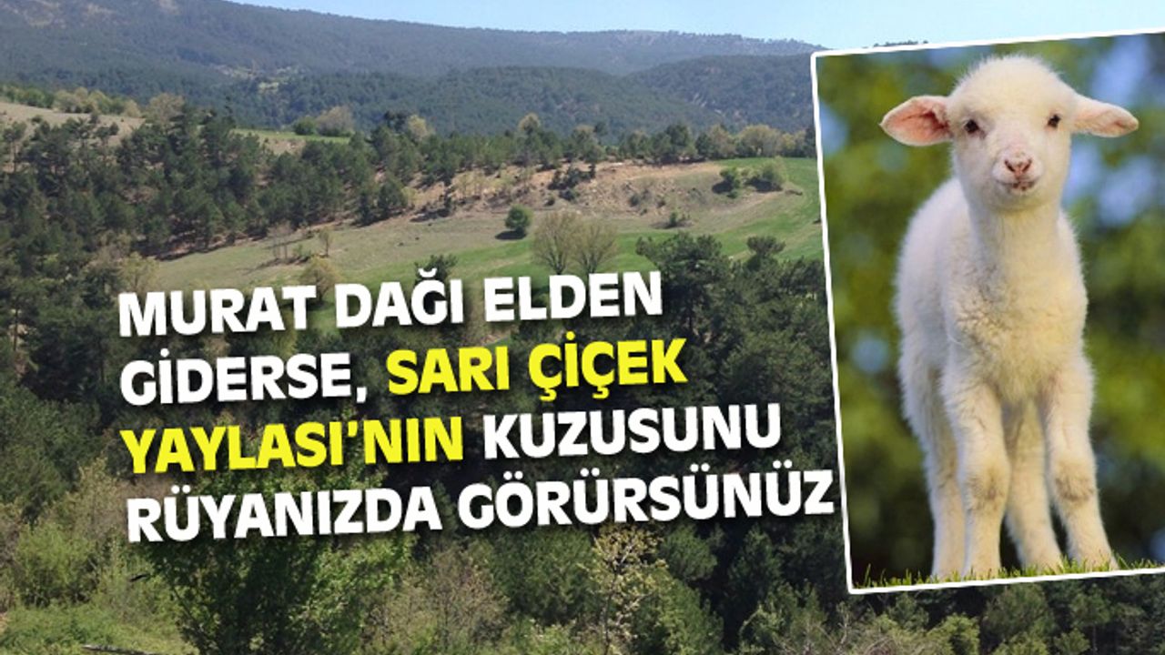 Murat Dağı elden giderse, Sarı Çiçek Yaylası'nın kuzusu da tarihe karışır!
