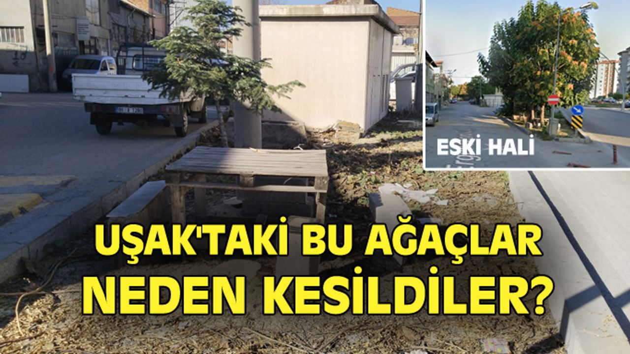 Uşak'taki bu ağaçlar neden kesildi?