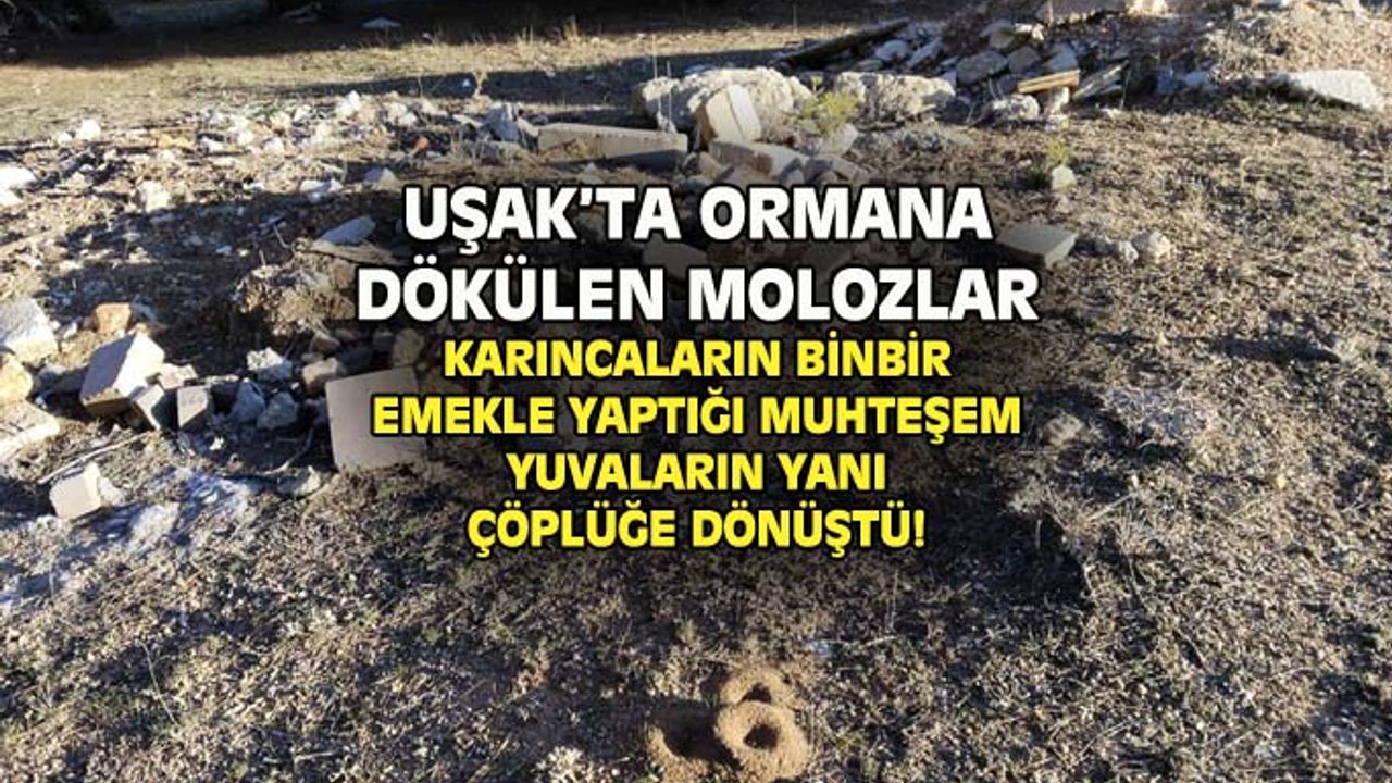 Karıncaların muhteşem yuvalarının yanı başı şehir çöplüğü gibi!