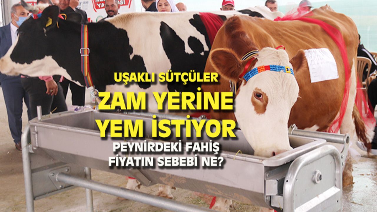 Uşaklı sütçüler ZAM yerine YEM istiyor