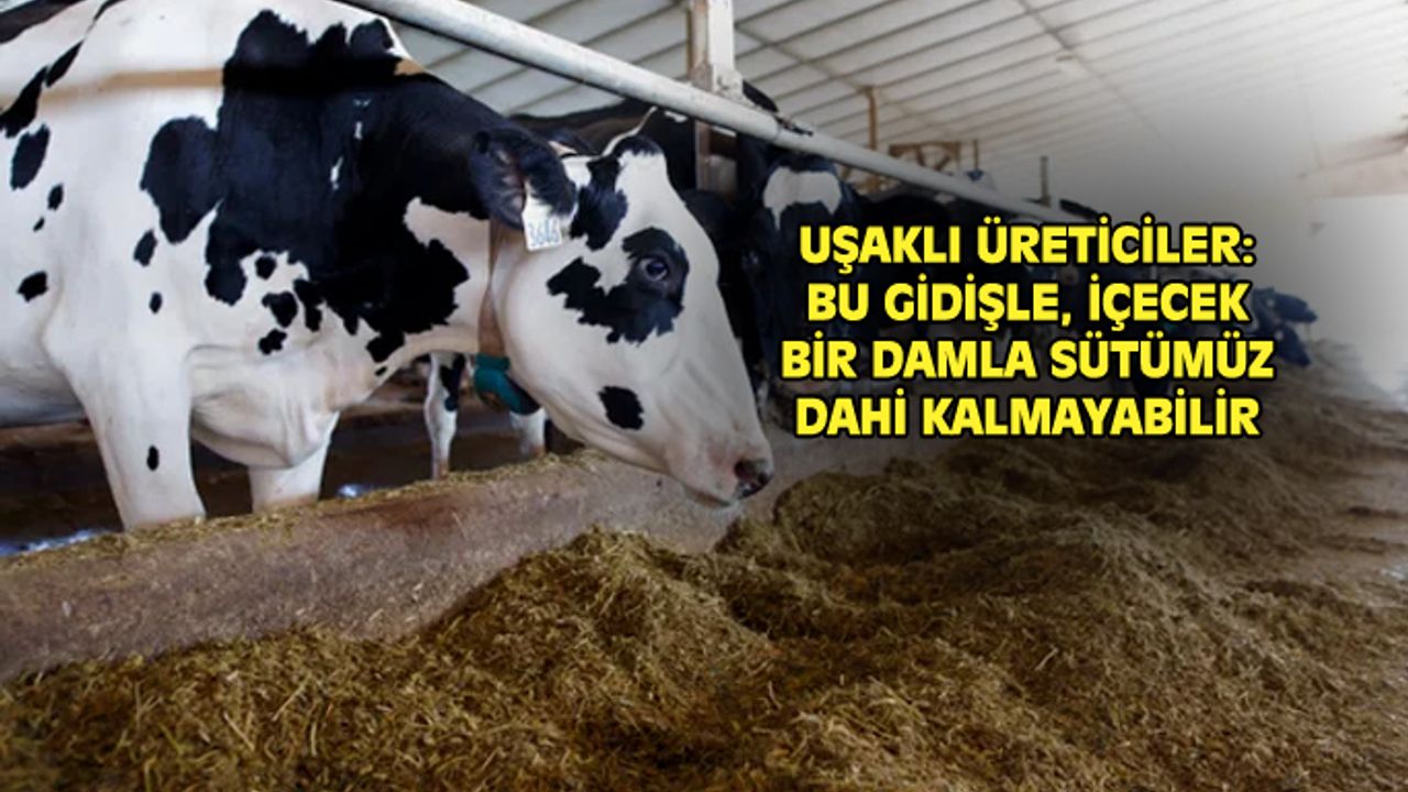 Uşaklı üreticiler: Bu gidişle içecek süt kalmayacak