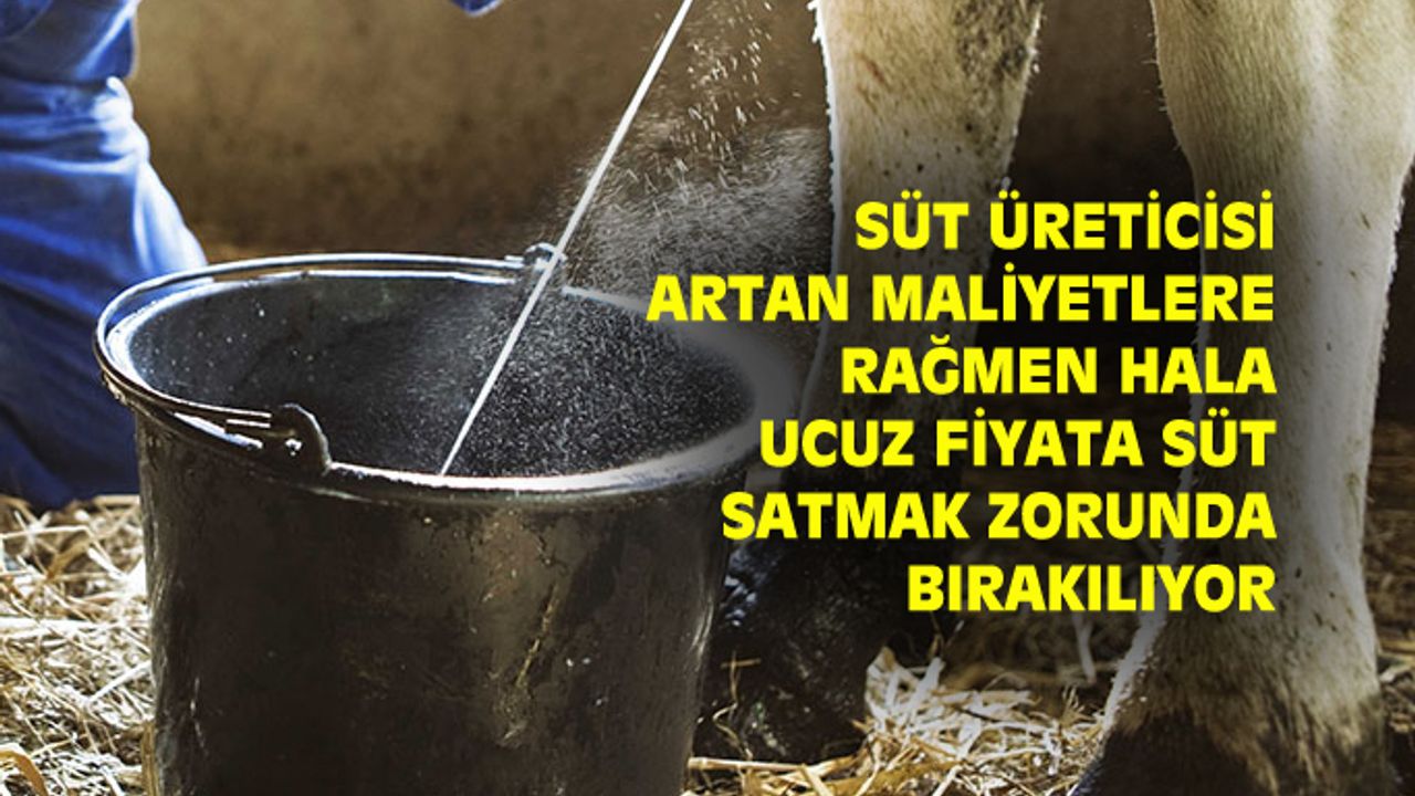 Uşaklı süt üreticileri, sütün düşük fiyattan alımına tepkili