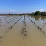Çevre sorunlarına karşı çalışma yapan gençlere 5 bin dolara kadar destek verecekler