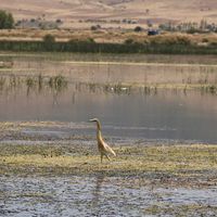 Yaşam