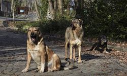 Uşak, Afyon, Manisa ve Kütahya'da okul öncesi yaşanan sokak köpeği korkusuna karşı İstanbul'da dikkat çeken çözüm