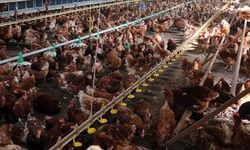 Uşak, Denizli ve Manisa arasında tavuk tezeği rekabeti!