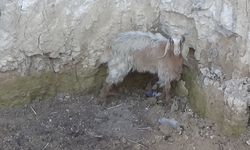 Uşak Koyunbeyli'de kuyuya düşen keçiyi kurtarma operasyonu