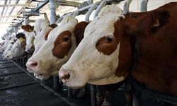 'Uşak'ın Eşme ilçesinde 7 ineği olan çiftçinin bugün 450 büyükbaş hayvanı var'