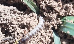 Uşak'ta ekin kambur böcekleri arttı