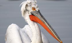 Gediz'in İzmir'e hediyesi! 100'lerce kuş türüne ev sahipliği yapıyor!