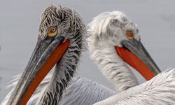 Uşak ve Kütahya'dan doğan Gediz Nehri'nin Ege'ye sunduğu güzellikler