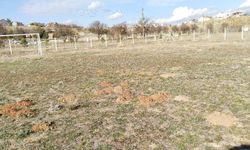 Uşak'taki bu sahayı köstebekler istila etti!