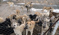 Uşak'ta yerleşim alanına 250 metre mesafedeki barınağın çevresinde ölü kedi ve köpekler bulundu