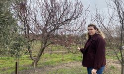 Uşak Eşme'nin komşusu Alaşehir'de ağaçlar çiçek açtı