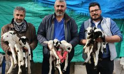 Uşak'ın komşusunda mucize! Pamukkale'de 1 koyun 9 doğurdu!