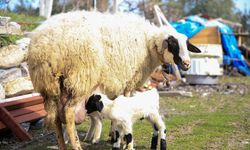 Sancaklıçeşmabaşı'ndaki koyun Fadik, beşiz doğurdu