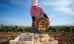 Yağış nedeniyle geciken patates hasadı başladı ve ekim de aynı döneme denk geldi
