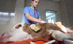 Uşak, Balıkesir, Kütahya ve Denizli gibi illerdeki buzağı ölümleri konuşuldu