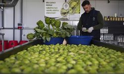 Gediz ve Menderes'i taşıran yağmurlar, enginarı da uçurdu