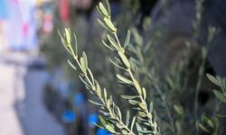 Uşak'ta zeytin üretimi yayılıyor! Karakuyu'da fidan dağıtıldı!