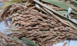 Yörük, Kayı ve Irmak adını verdiği 3 türü üreticiyle buluşturdu