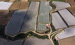 Alaşehir'in gelinlik giymiş gibi duran üzüm bağları!