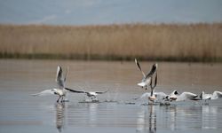 Uşak'ın komşusu Afyon'daki Eber gölünün suyu 3 kat arttı!