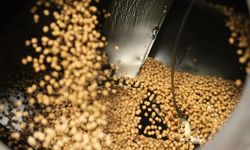 Uşak'ın komşusu Kütahya Tavşanlı'nın leblebisi Orta Doğu ve Avrupa'ya gidiyor