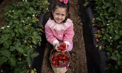 Bu yıl verim artınca Emiralem çileğinin fiyatı 100 liraya kadar indi