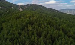 Uşak Hacıkademir ve Paşacılar gibi bazı ormanlık alanlar ormandan çıkarıldı