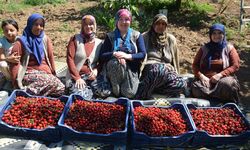 Uşak'ın komşusu Demirci'de kiraz mesaisi