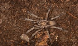 Alaşehir MYO'dan Prof. Dr. Ersen Aydın Yağmur'dan dev tarantula için önemli bilgiler