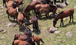 Mahkemenin aldığı karar, Uşak'taki yılkı atlarının yaşam alanını korudu