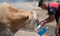 Bodrum Müskebi Mahallesi'ndeki yangın yerine giren ineklere su verdiler