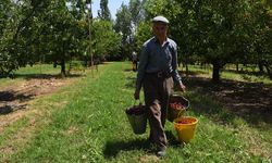 Afyon'un Çay ve Sultandağı'nın kirazları, Almanya, ABD ve İngiltere'ye satılıyor