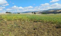 Uşak, Afyon ve Kütahya'da Borsa20 tipi nohut üretiliyor