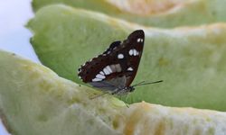 Karahallı kavunu tadı ve kokusuyla diğerlerinden ayrışıyor! Raşit Duran, kavuna olan talebe vurgu yaptı!
