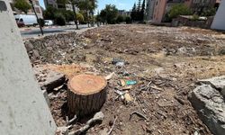 Uşak Uğur Mumcu Caddesi'ndeki bu ağaçlar neden kesildi!