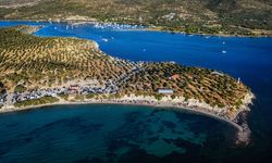 Dikili Bademli Mahallesi'ndeki Pissa koyunu ne hale getirdiler