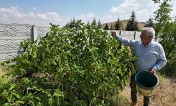 Afyonlu emekli öğretmen Necati Gündüz, çölün ortasına adeta vaha kurdu