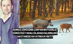 Sarayköy'de motosikletiyle domuz sürüsüne çarpan İsmail Azgınoğlu, kurtarılamadı