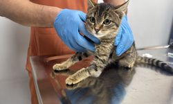 Sokakta yaşam savaşı veren kedi, Afyon'daki ameliyatla sağlığına kavuştu